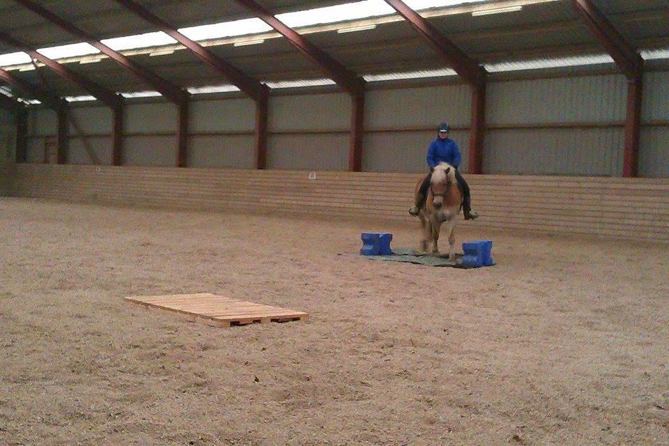 Haflinger Duchess *Dysse* billede 15