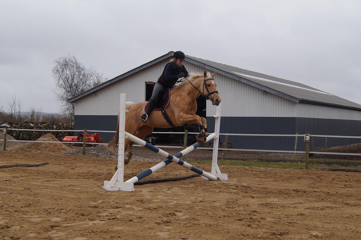 Palomino Hedegaards California Blue billede 20