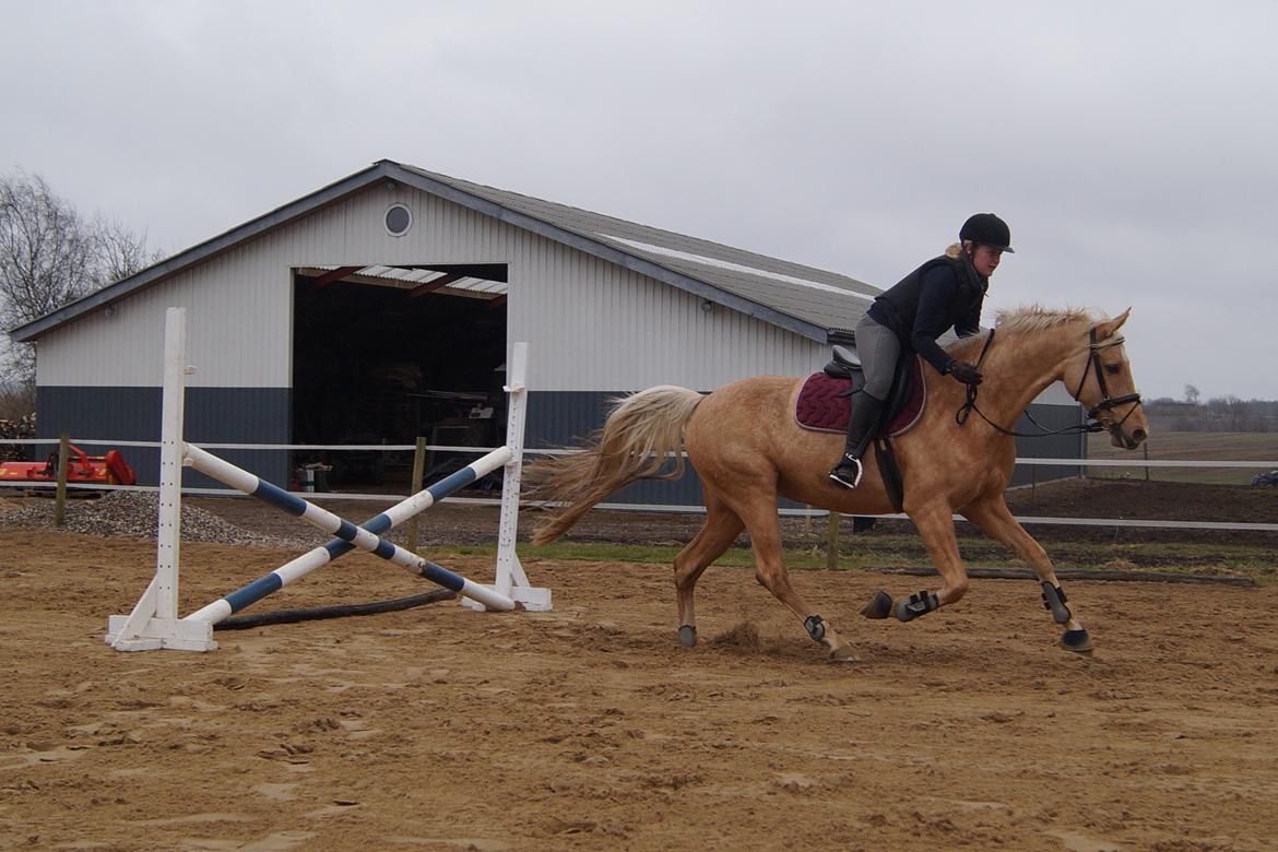 Palomino Hedegaards California Blue billede 19