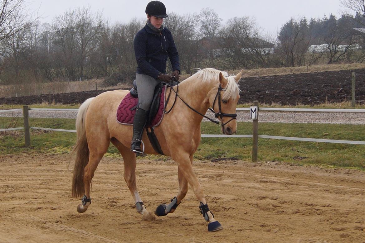 Palomino Hedegaards California Blue billede 21