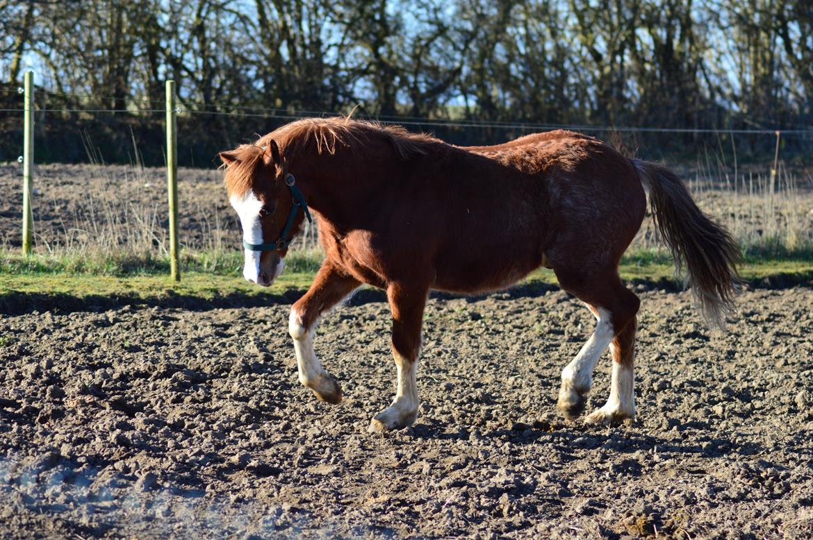 Welsh Pony af Cob-type (sec C) Noerrelide's Northern Light - 23 marts 2016 billede 14