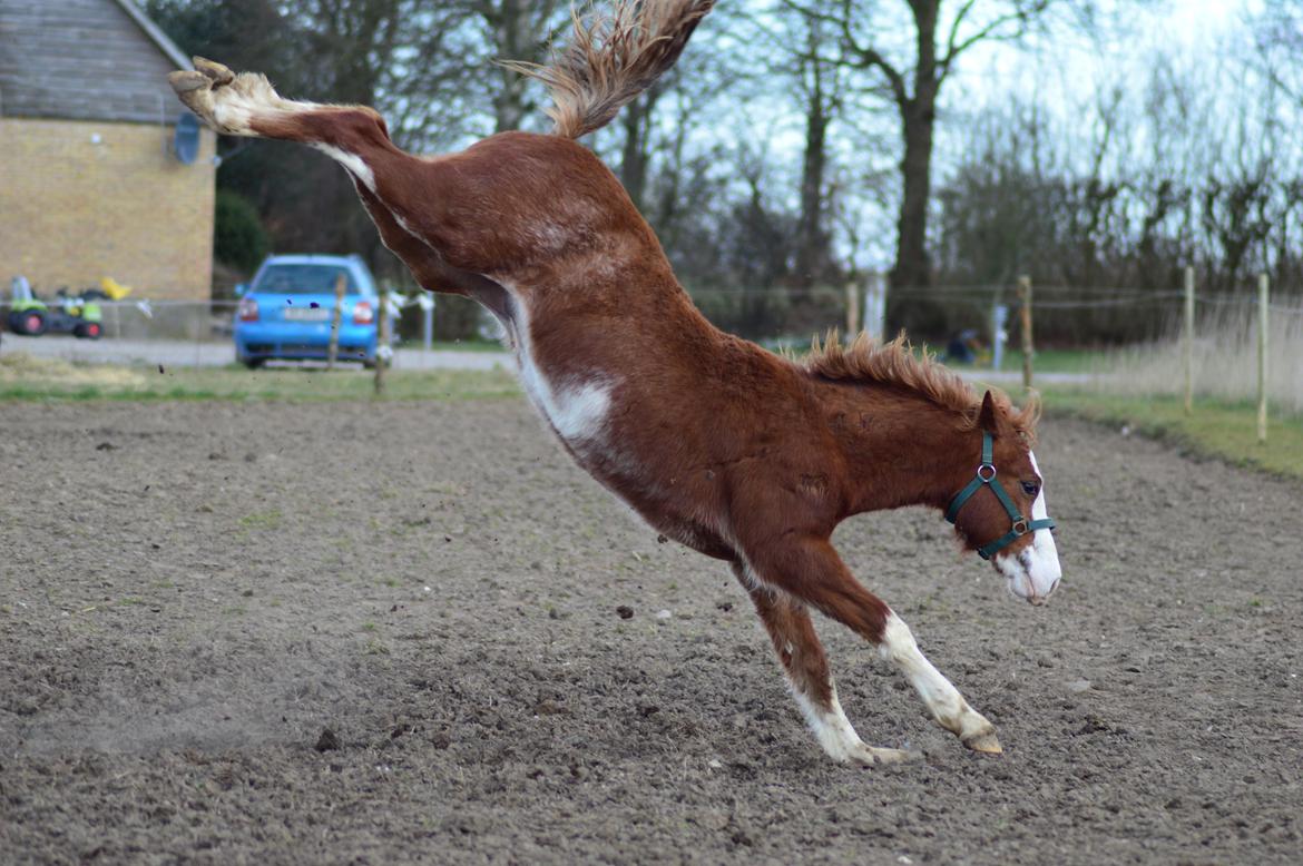 Welsh Pony af Cob-type (sec C) Noerrelide's Northern Light - Bukkespring på folden, 23 marts 2016 billede 15