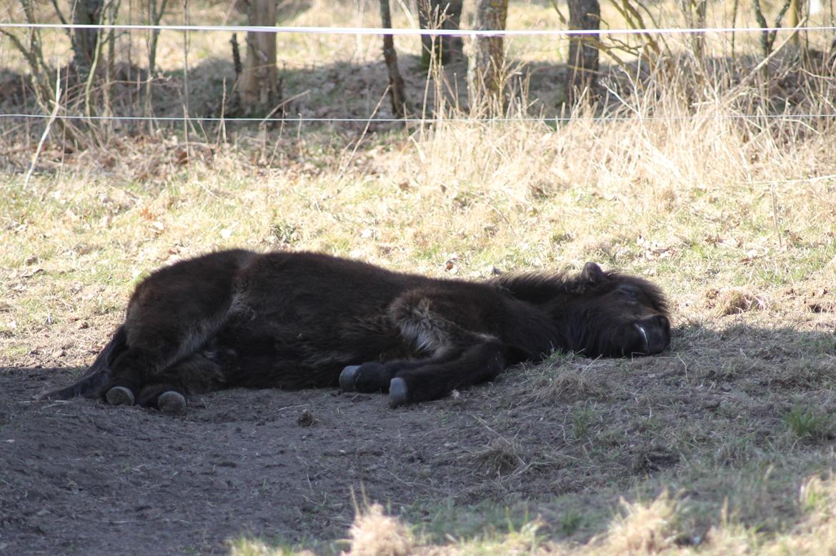 Islænder Eflir fra Vang billede 17