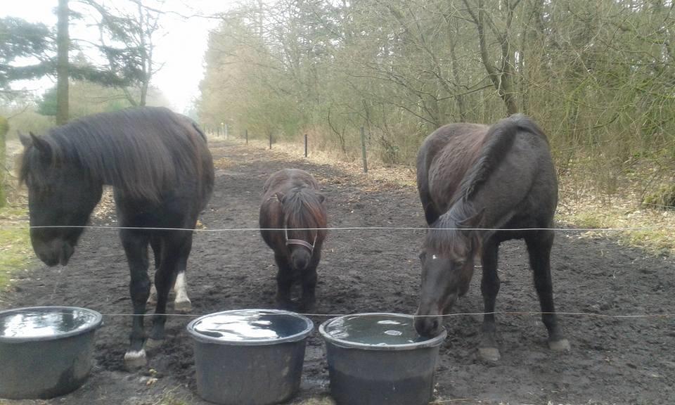 Shetl&#230;nder Ina billede 14