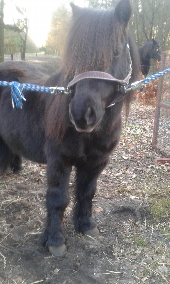 Shetl&#230;nder Ina billede 15