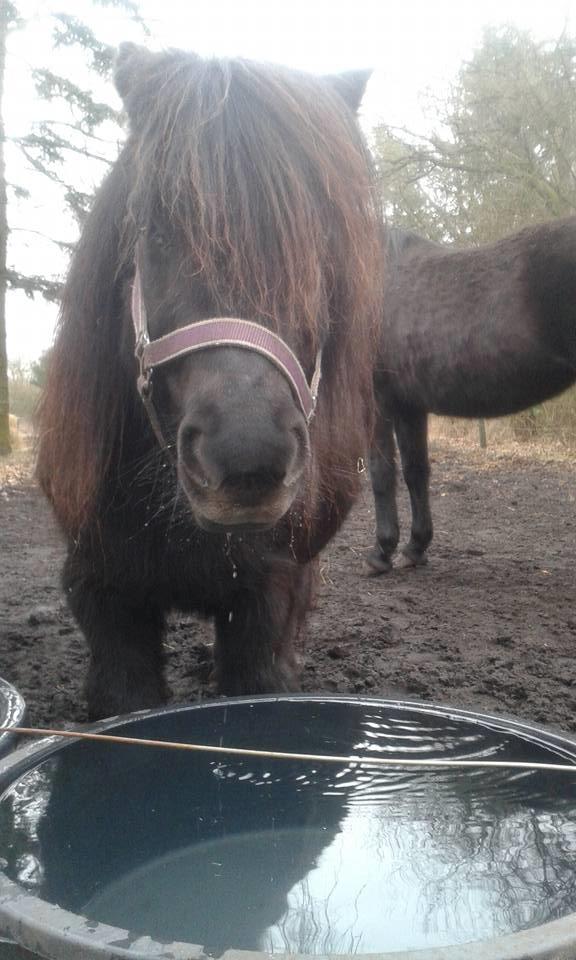 Shetl&#230;nder Ina billede 16