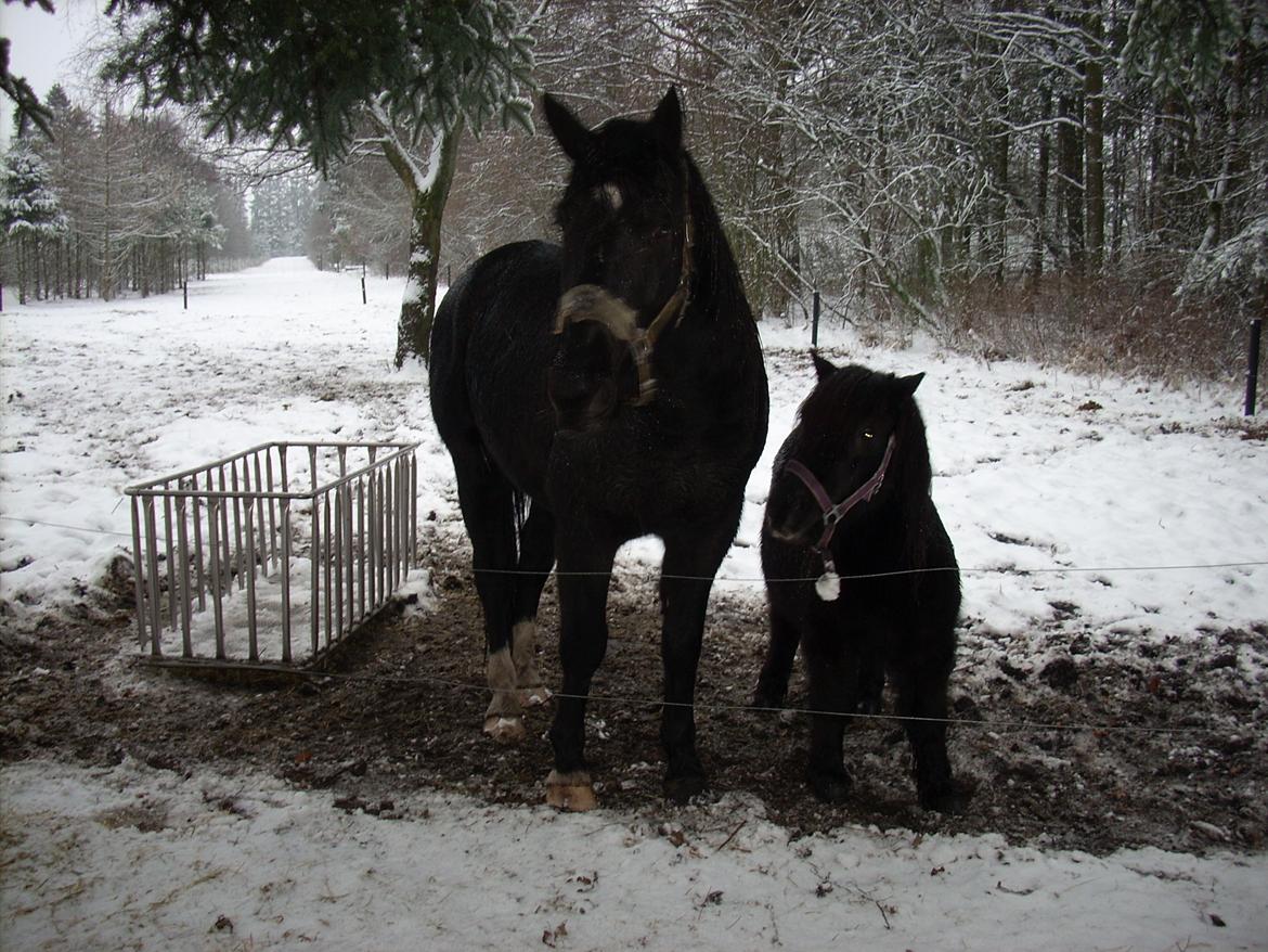 Shetl&#230;nder Ina billede 17