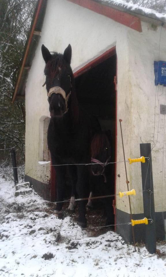 Shetl&#230;nder Ina billede 18