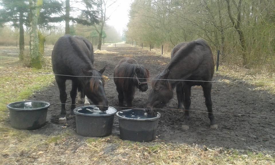 Shetl&#230;nder Ina billede 19