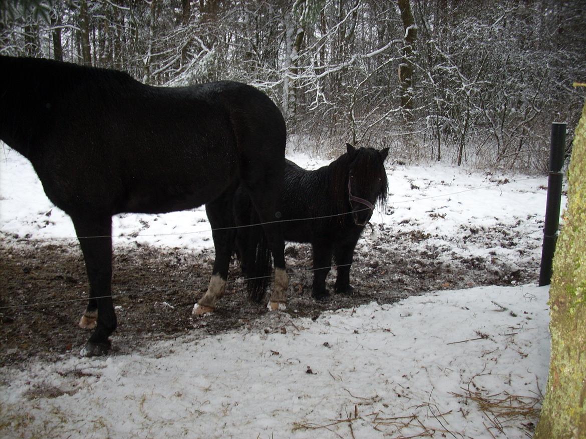 Shetl&#230;nder Ina billede 20