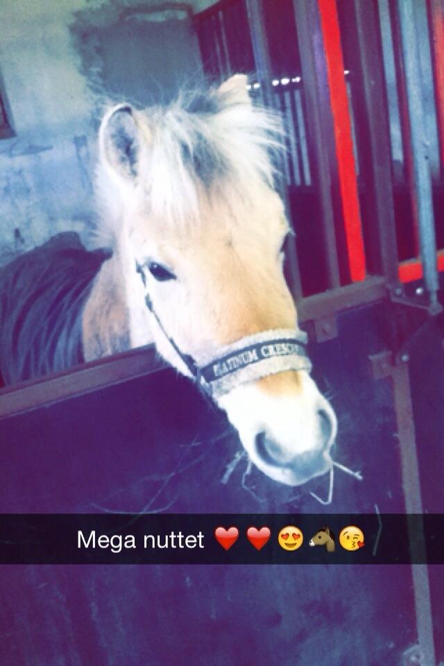 Fjordhest Ella billede 5