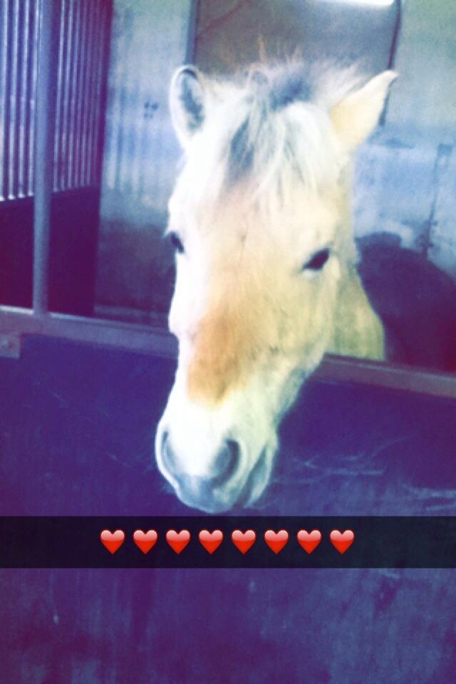 Fjordhest Ella billede 6