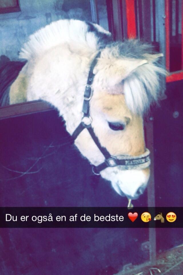 Fjordhest Ella billede 7