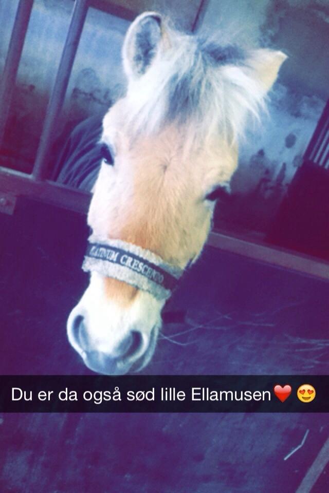 Fjordhest Ella billede 8
