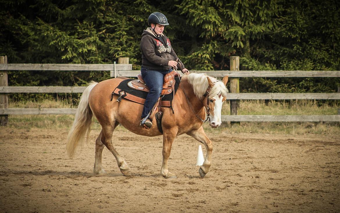 Haflinger Tilde *Himmelhest* billede 2