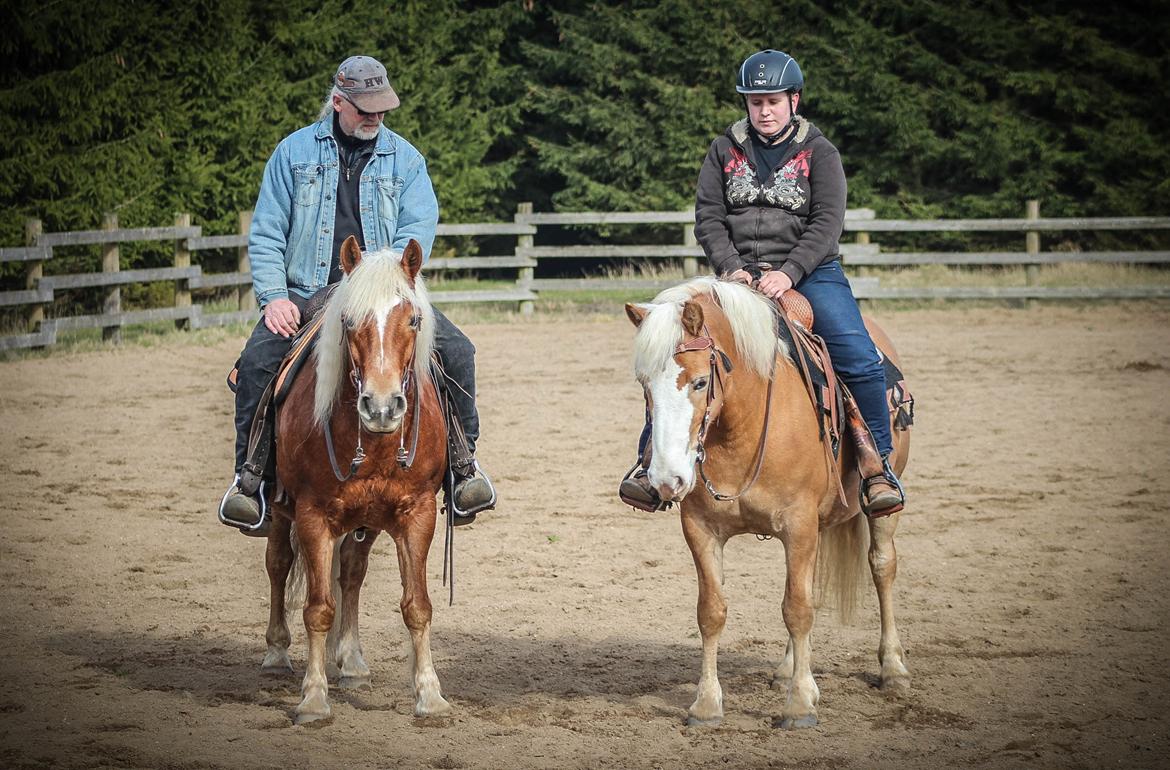 Haflinger Tilde *Himmelhest* billede 4