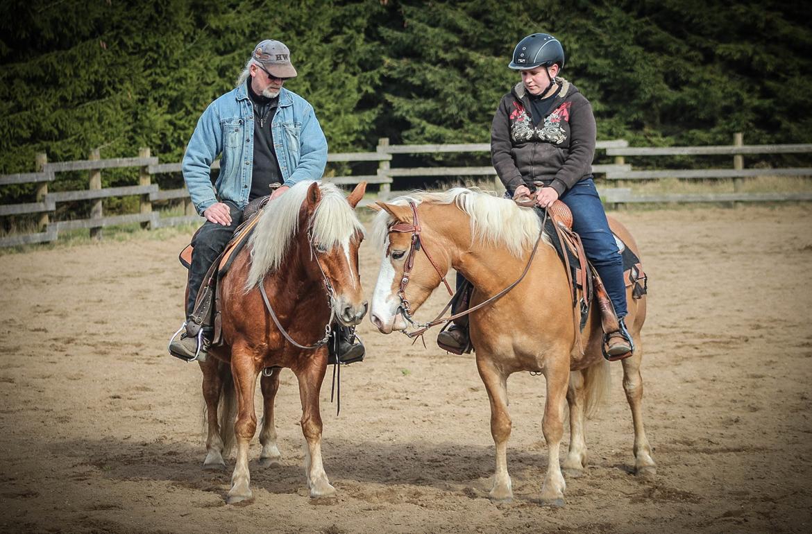 Haflinger Tilde *Himmelhest* billede 3