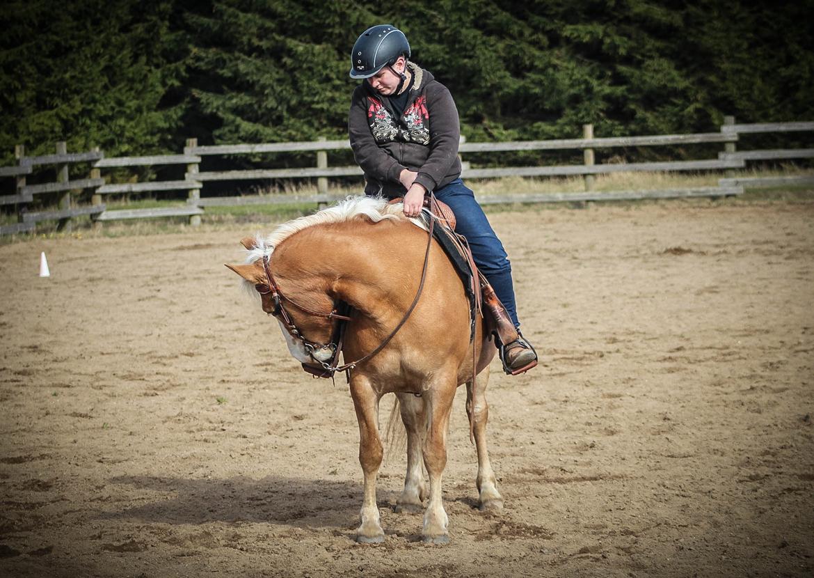 Haflinger Tilde *Himmelhest* billede 6