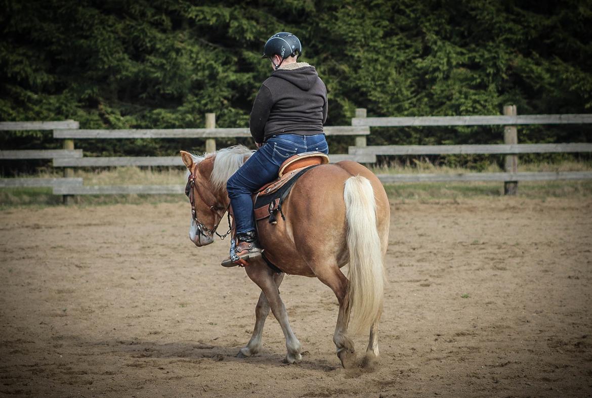 Haflinger Tilde *Himmelhest* billede 7