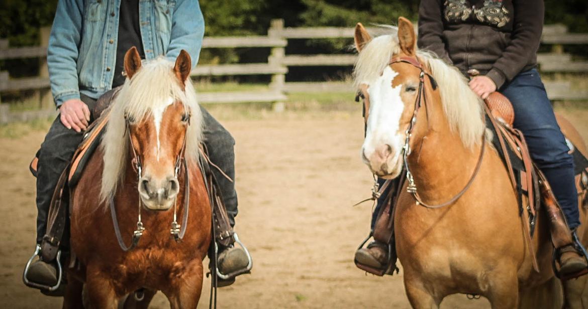 Haflinger Tilde *Himmelhest* billede 5