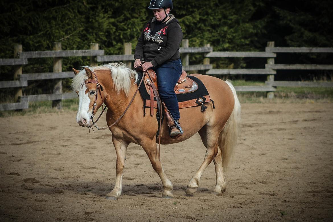 Haflinger Tilde *Himmelhest* billede 8