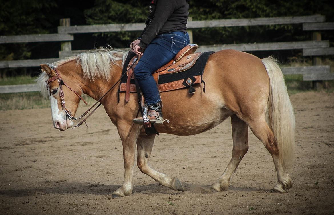 Haflinger Tilde *Himmelhest* billede 10
