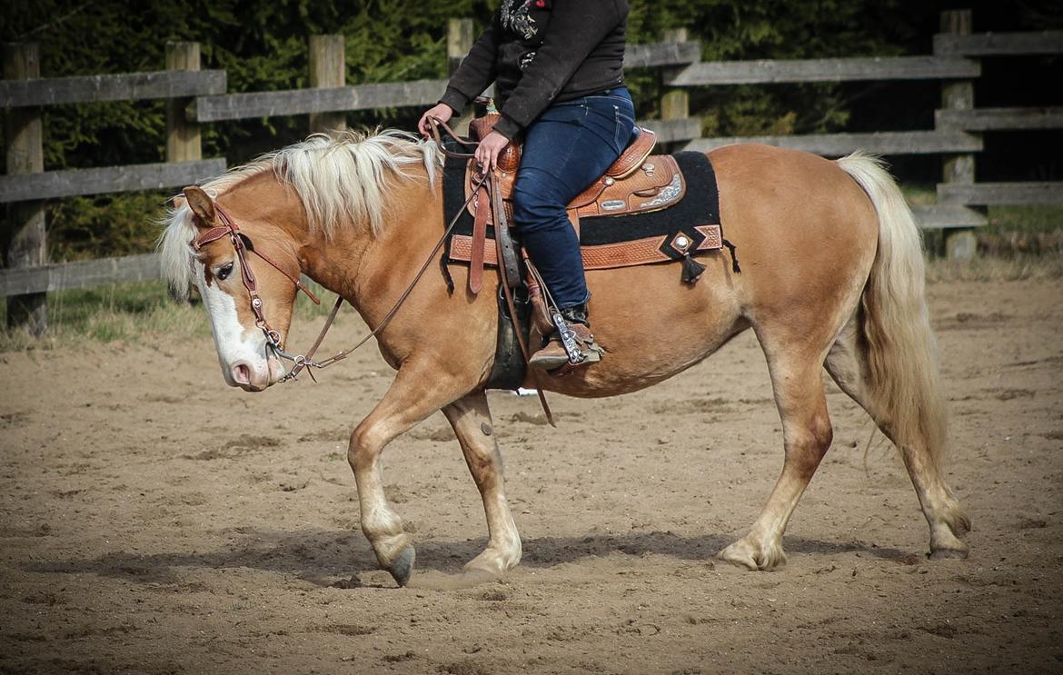 Haflinger Tilde *Himmelhest* billede 11