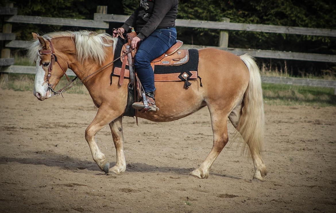 Haflinger Tilde *Himmelhest* billede 12