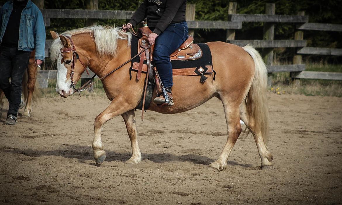 Haflinger Tilde *Himmelhest* billede 13
