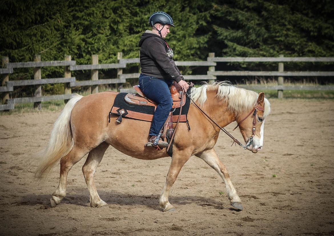 Haflinger Tilde *Himmelhest* billede 14