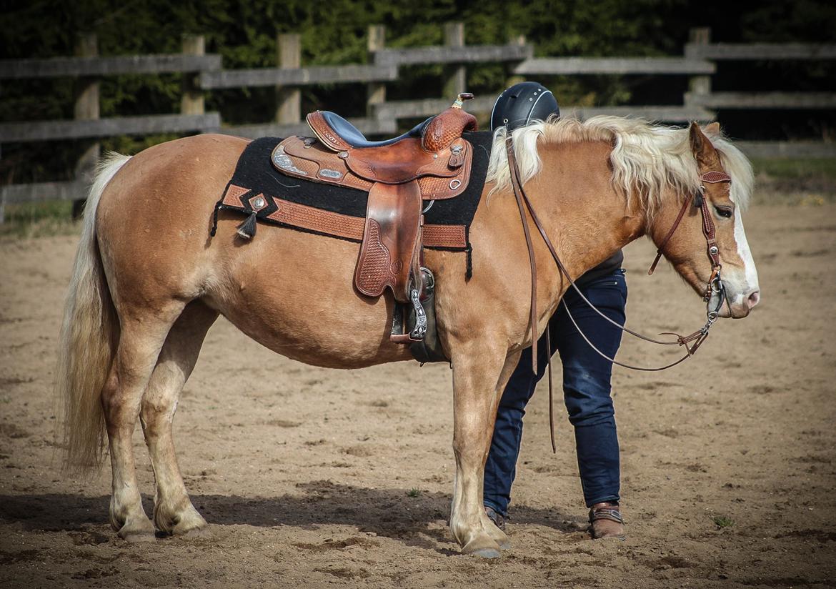 Haflinger Tilde *Himmelhest* billede 15