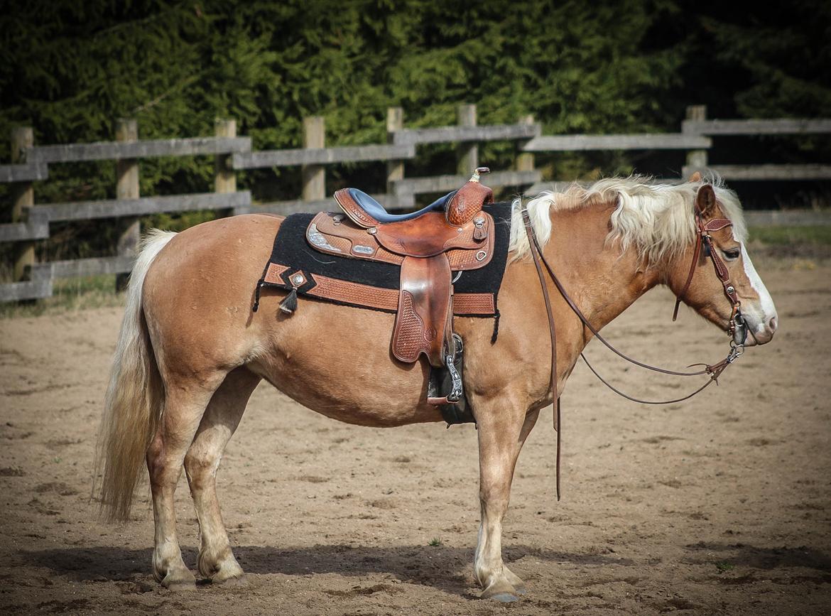 Haflinger Tilde *Himmelhest* billede 16