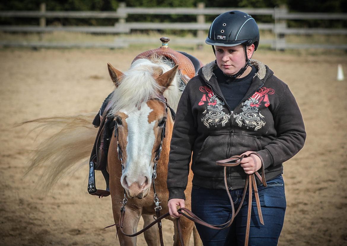 Haflinger Tilde *Himmelhest* billede 17