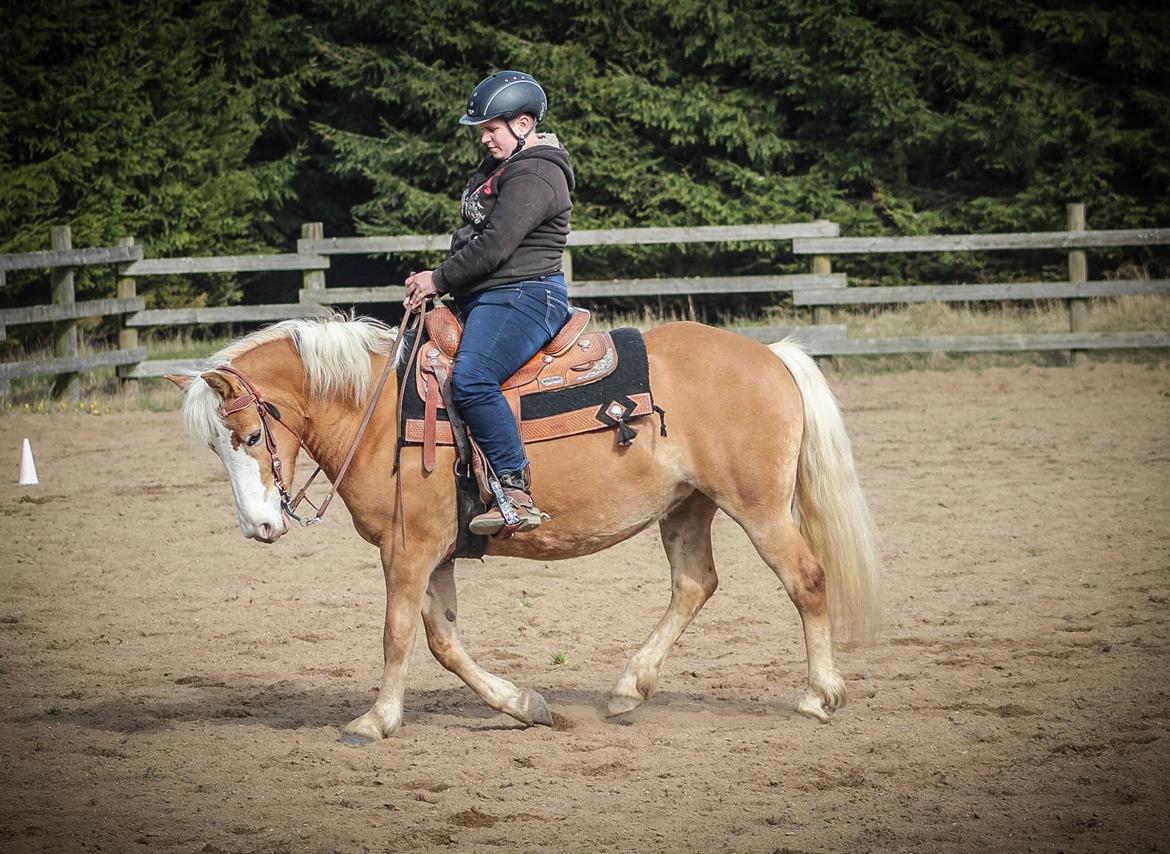 Haflinger Tilde *Himmelhest* billede 9