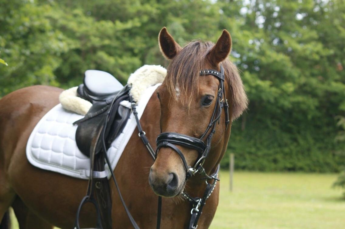 Irsk Sportspony Eds Star billede 1