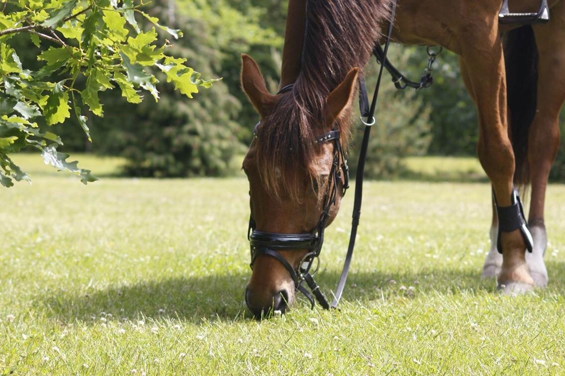 Irsk Sportspony Eds Star billede 3