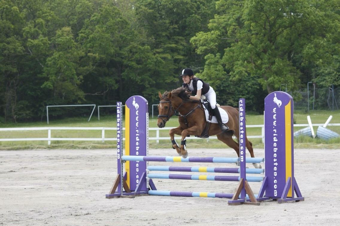 Irsk Sportspony Eds Star billede 4