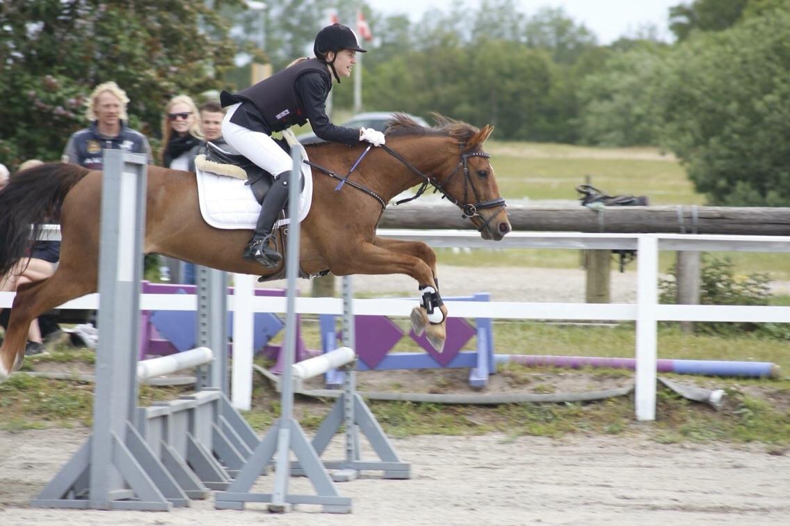 Irsk Sportspony Eds Star billede 5