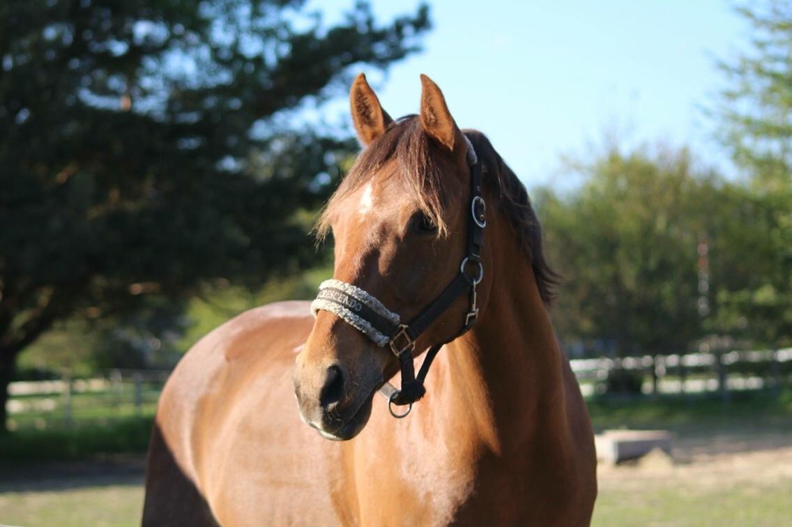 Irsk Sportspony Eds Star billede 7