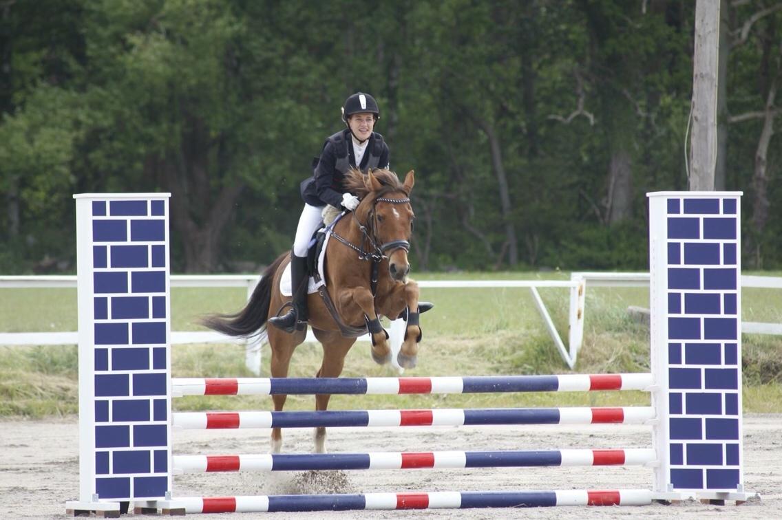 Irsk Sportspony Eds Star billede 6