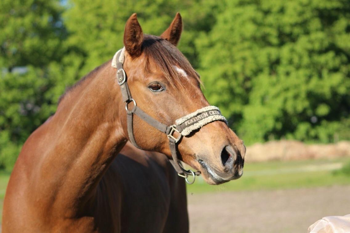 Irsk Sportspony Eds Star billede 8