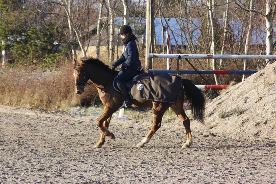 Irsk Sportspony Eds Star billede 11