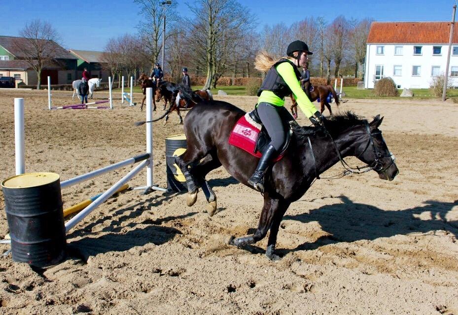 Dansk Varmblod Catalina billede 12