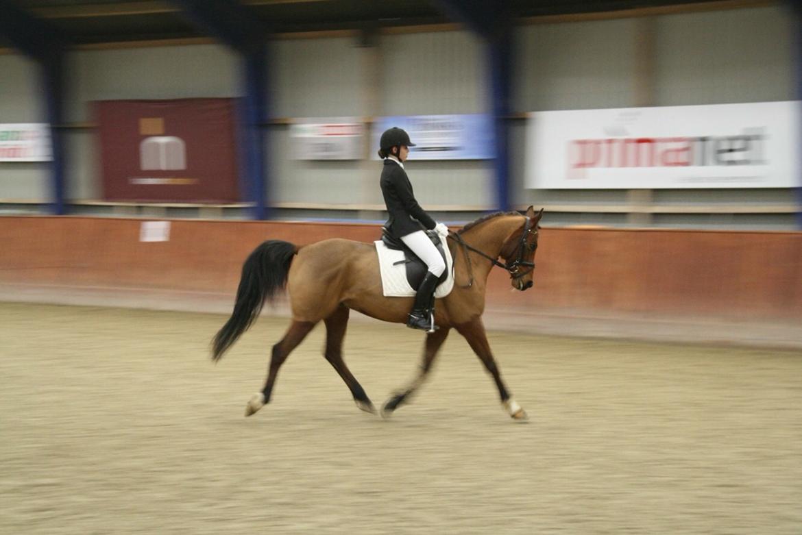Anden særlig race Markes (pony) billede 1