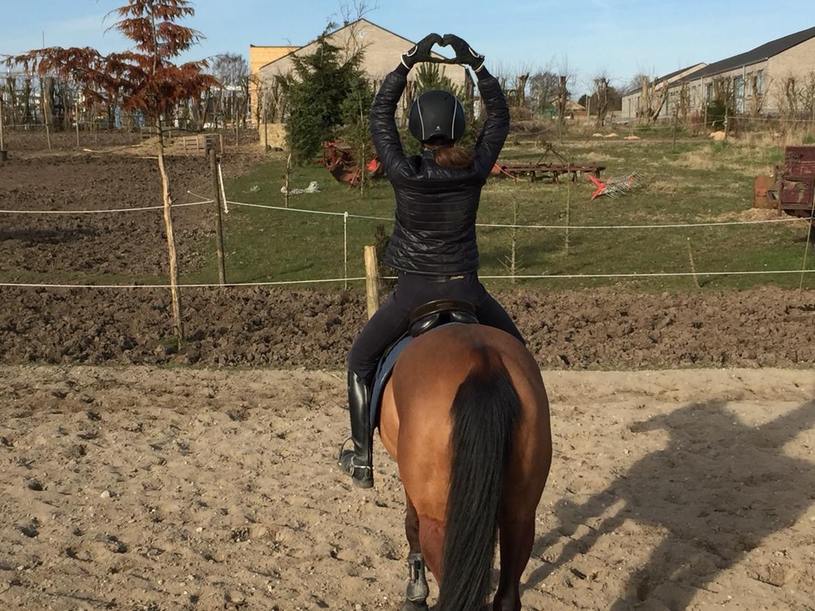 Anden særlig race Markes (pony) billede 2