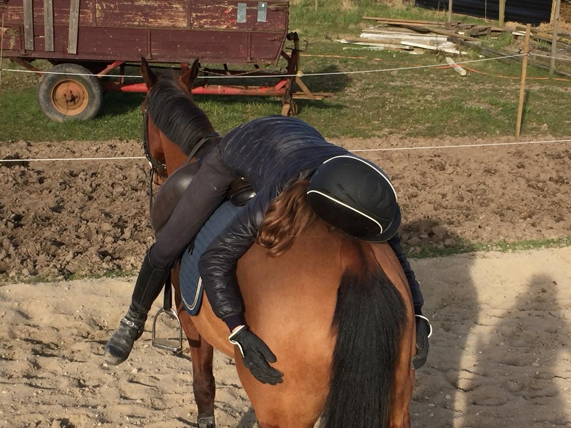 Anden særlig race Markes (pony) billede 3