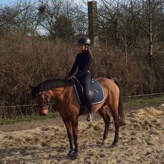 Anden særlig race Markes (pony) billede 8