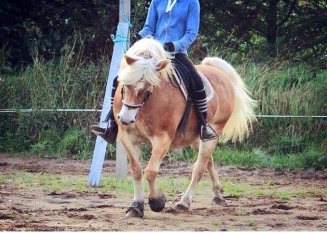 Haflinger Liva billede 1