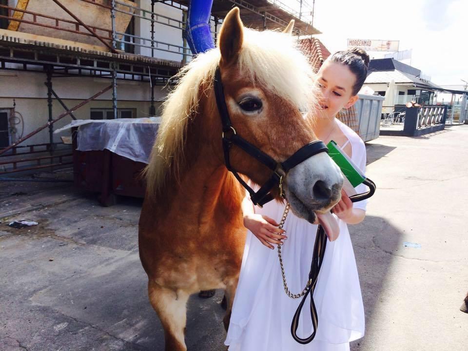 Haflinger Liva billede 2