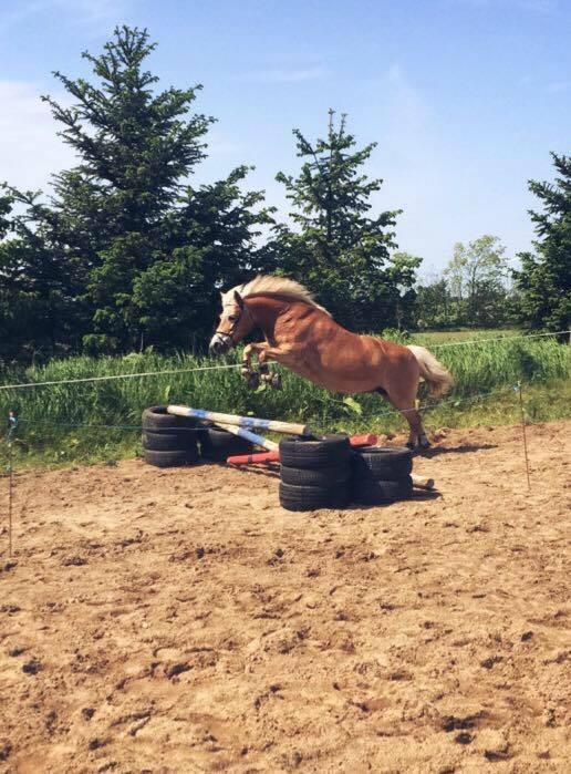 Haflinger Liva billede 3